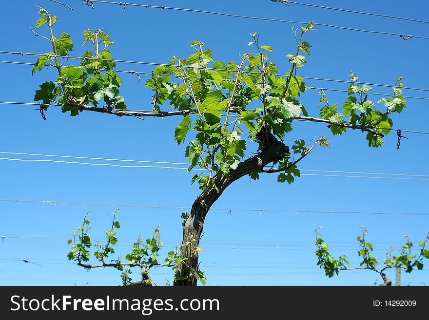 Grape vineyard in springtime