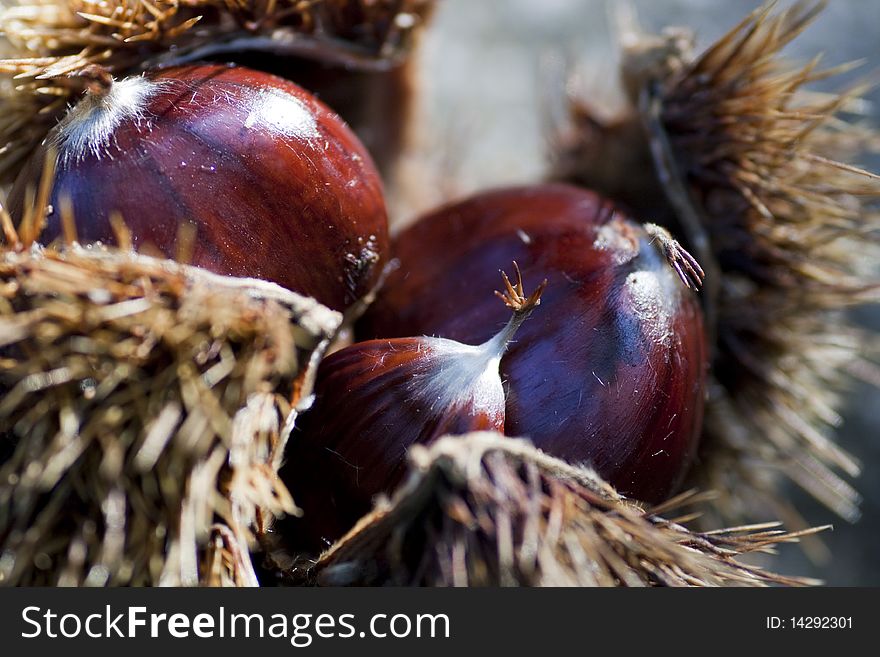 Closeup view of the european chestnut fallen on the forest ground. Closeup view of the european chestnut fallen on the forest ground.