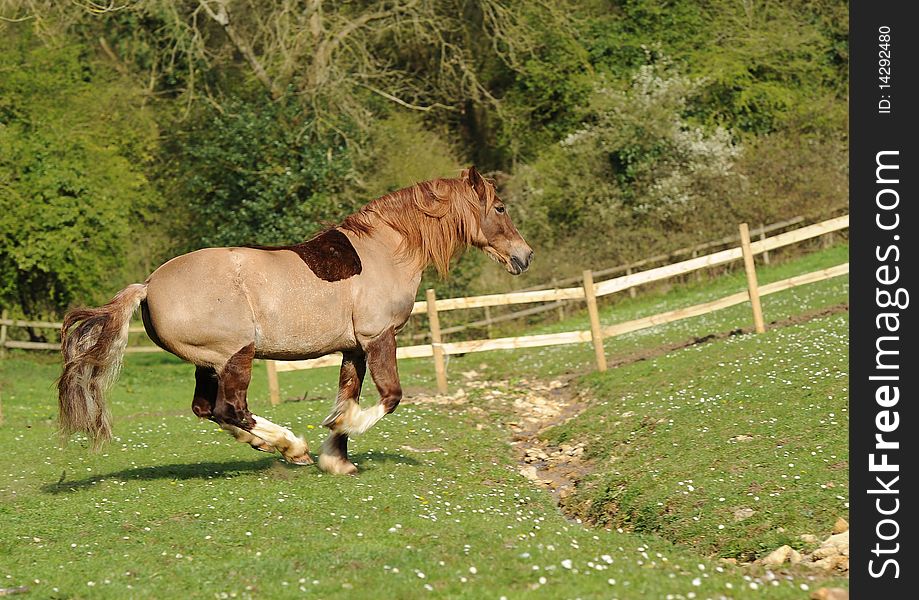 A horse running in a field