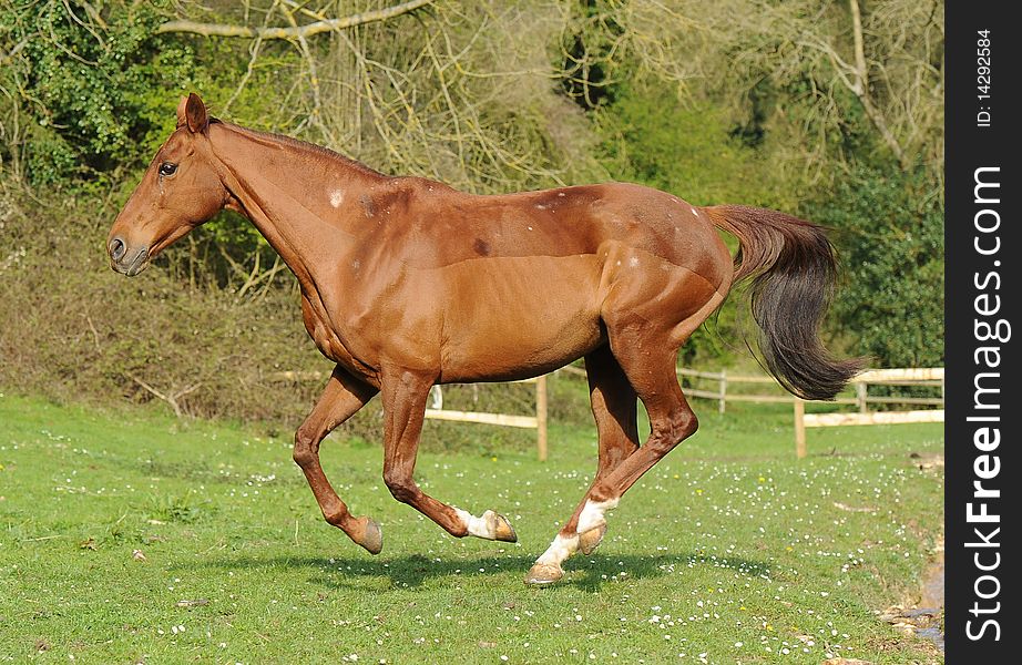 A Horse Running In Field