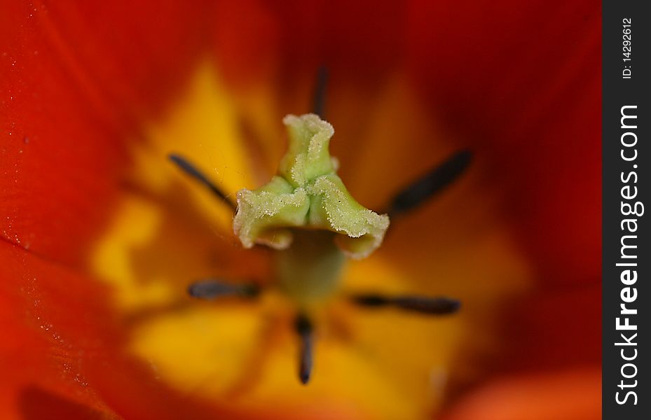 the tulip close up is photographed in a garden. the tulip close up is photographed in a garden
