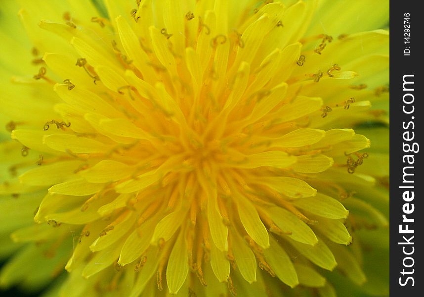 the Large flower of a yellow dandelion. the Large flower of a yellow dandelion