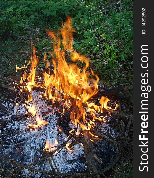 A shot of heart-warming fire in a forest at picnic with friends. A shot of heart-warming fire in a forest at picnic with friends