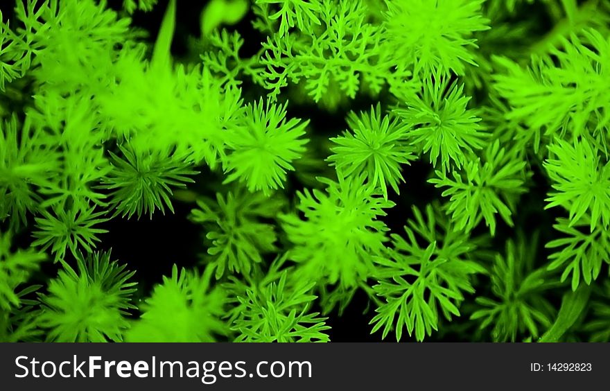 Green Magic Grass Background