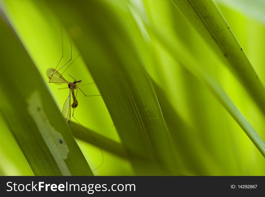 Mosquito hiding in the grass. Mosquito hiding in the grass