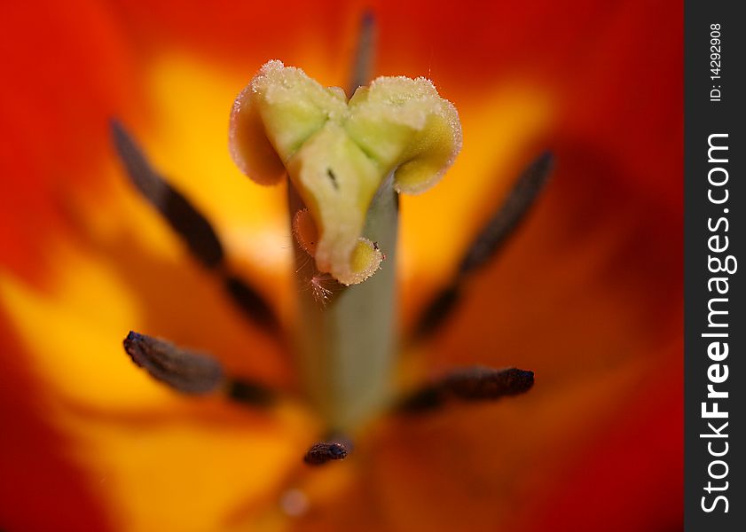 the tulip red is photographed in a garden. the tulip red is photographed in a garden