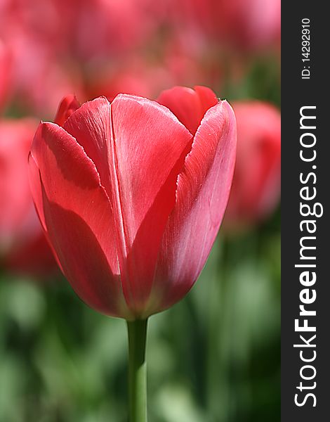 the pink tulip is photographed in a garden