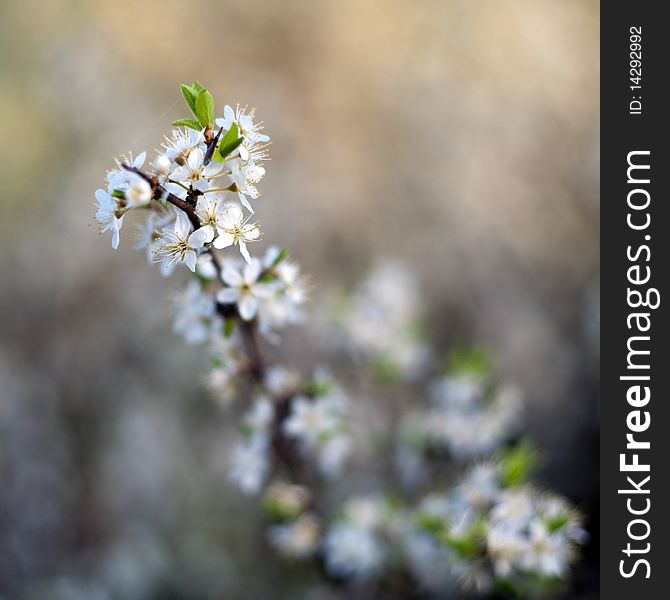 An image of beautiful spring flowers of cherry-tree