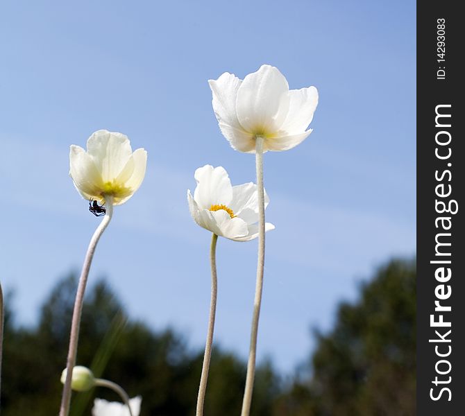 An image of three beautiful white flowers. An image of three beautiful white flowers