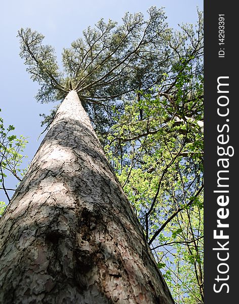 Trunk of tall slim pine tree in the blue sky