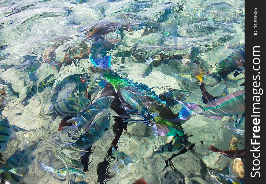 Colorful fish in sea