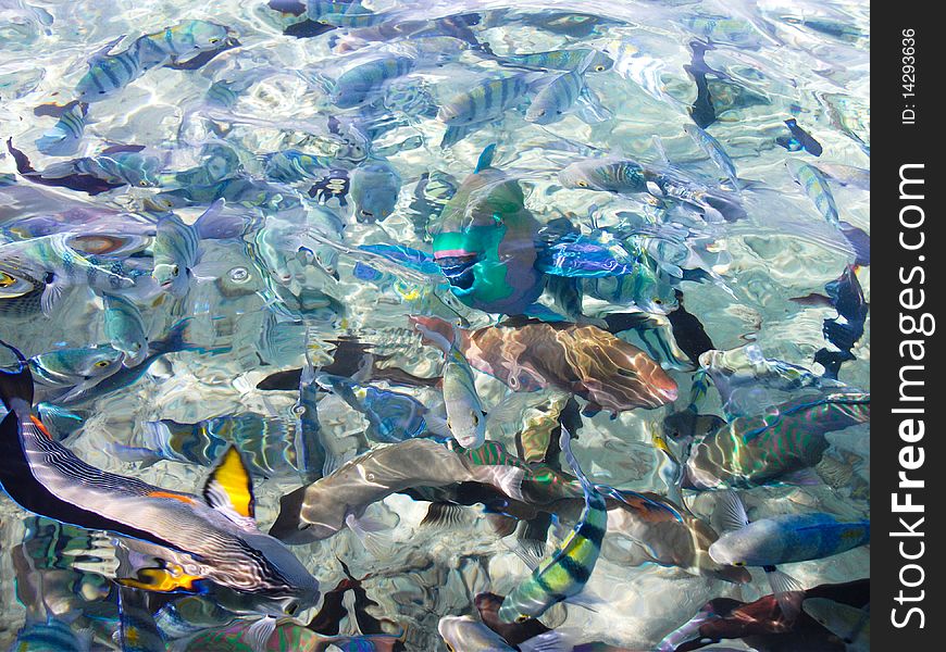 Colorful fish swim in the sea. Colorful fish swim in the sea