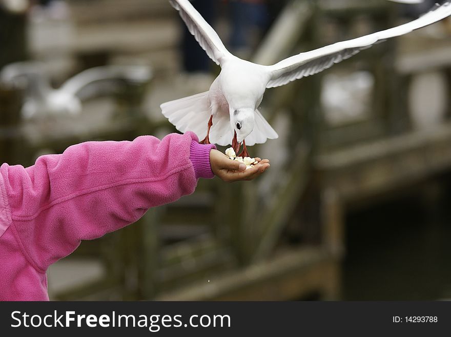 Flying seagull taking food from a girl's hand,taken at Cui Lake,Kunming,china.