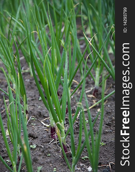 Young Red Onions growing in the ground