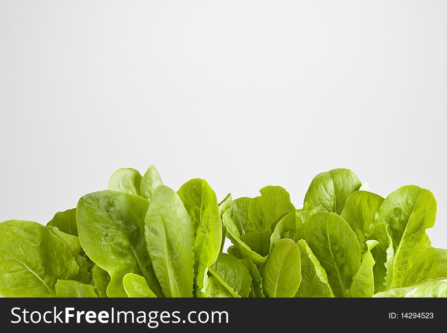 Lettuce leaves growing in a pot on white. Lettuce leaves growing in a pot on white