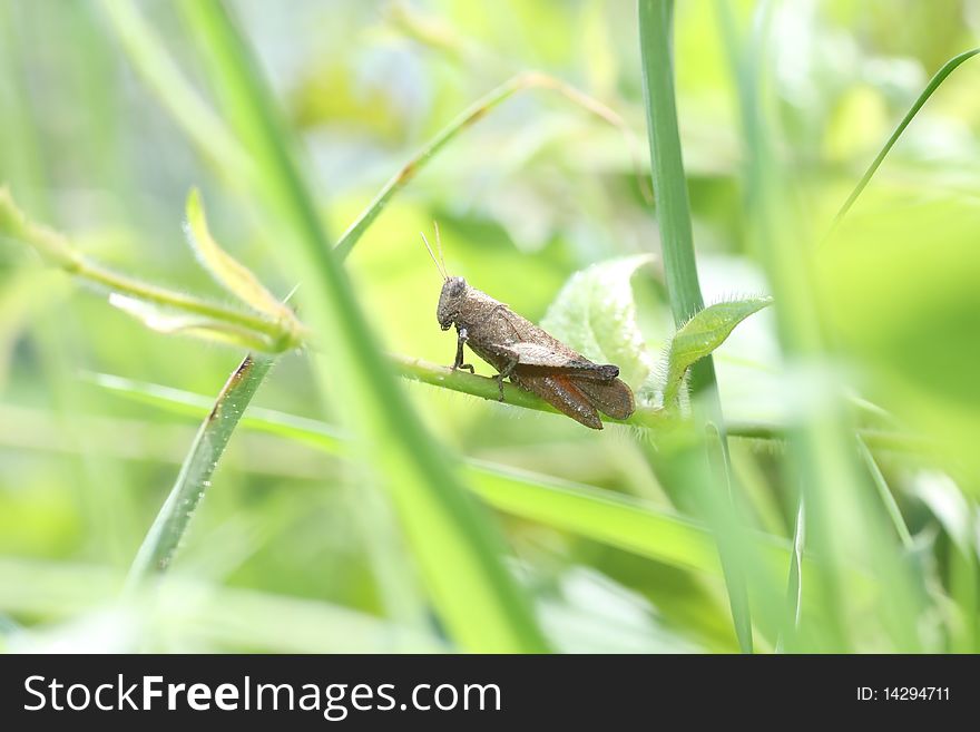 Brown grasshopper on leaf stalk