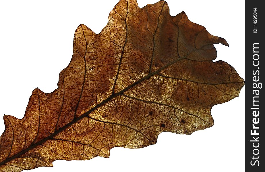 Oak leaf isolated on white background