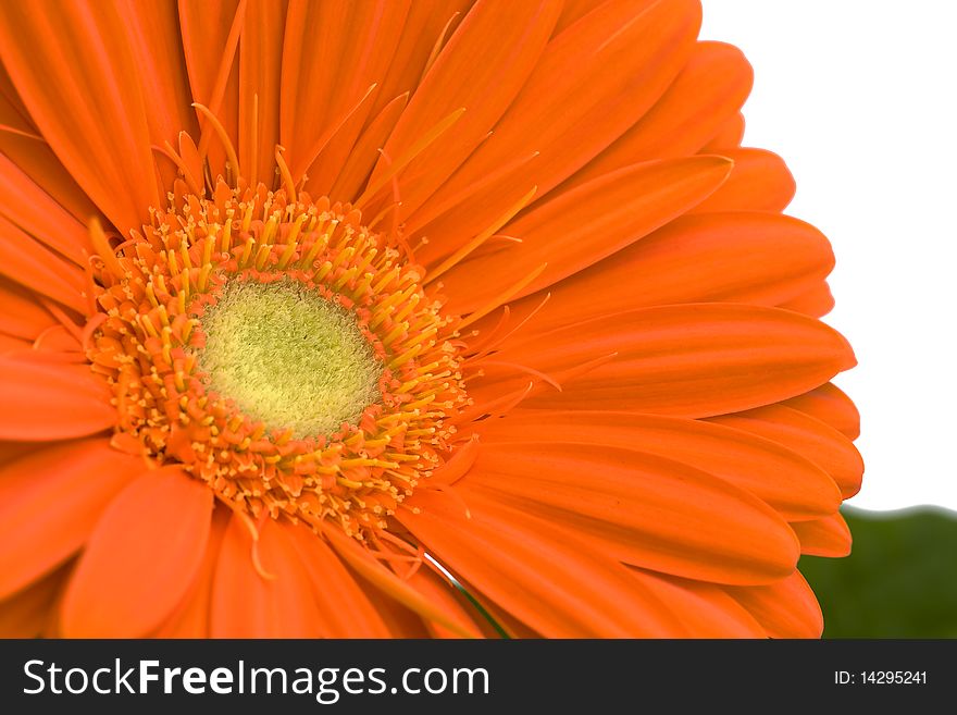 Close up of orange gerbera