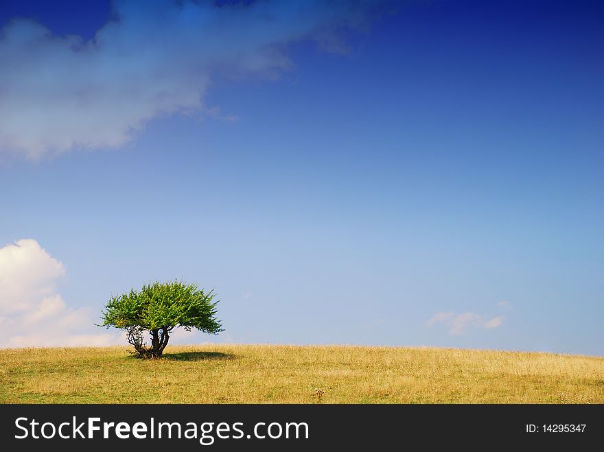 Green meadow field and single tree