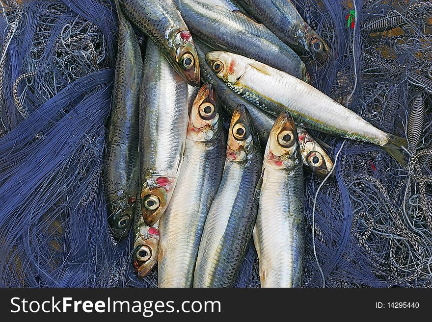 Fresh sardines in a fishing net. Fresh sardines in a fishing net