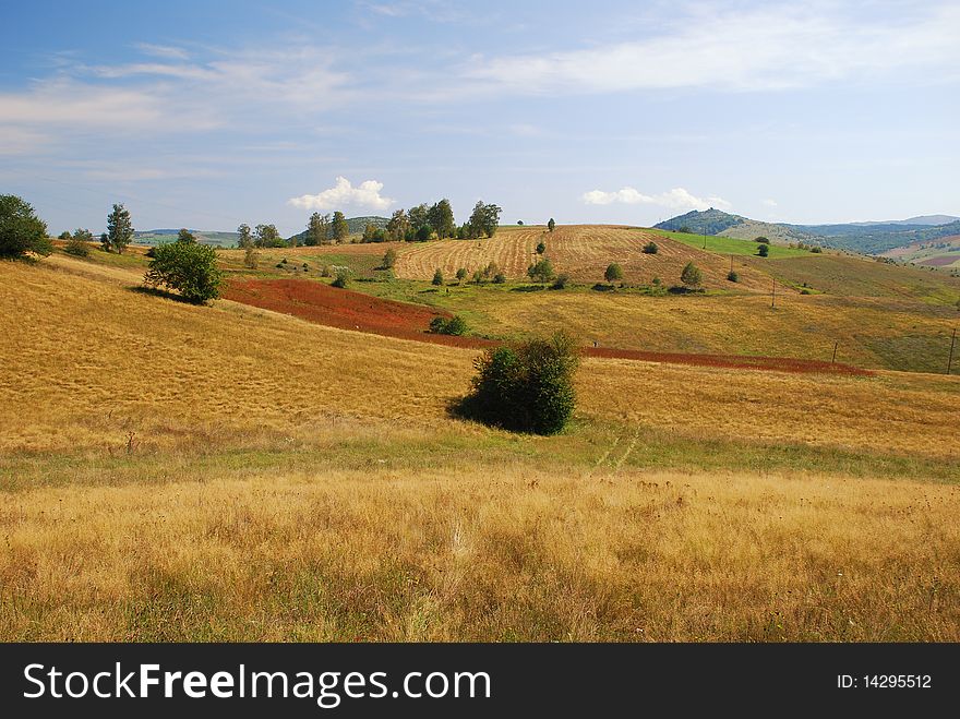 Natural background with grass meadows. Natural background with grass meadows