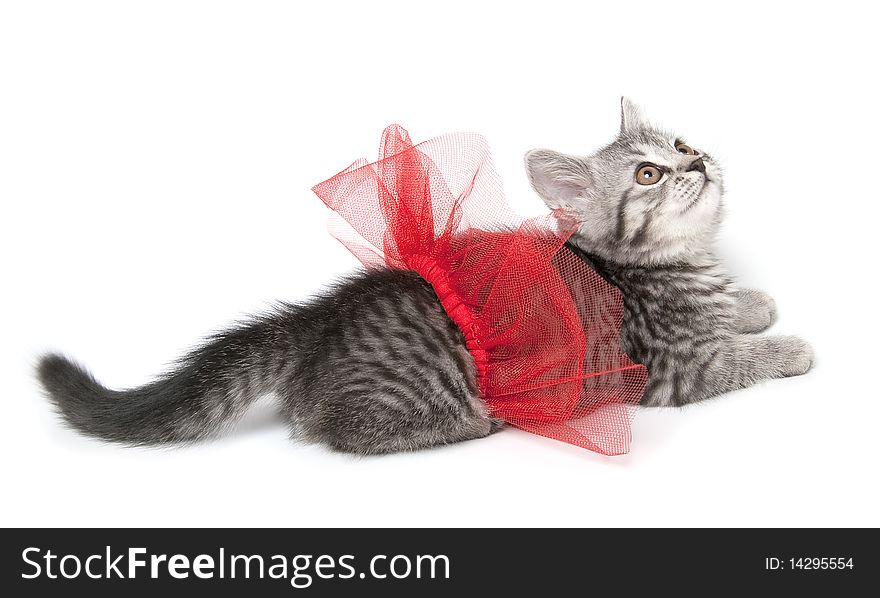 Isolated grey kitten with funny red skirt