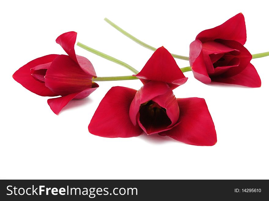 Three bright red tulips isolated on white
