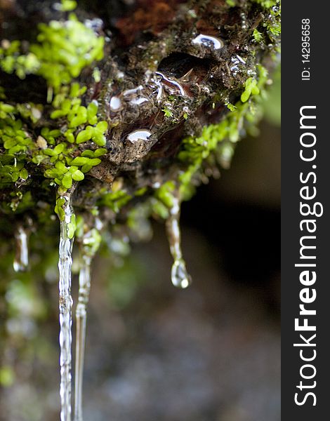 Close view of a fountain pouring water, filled with small green plants attached. Close view of a fountain pouring water, filled with small green plants attached.