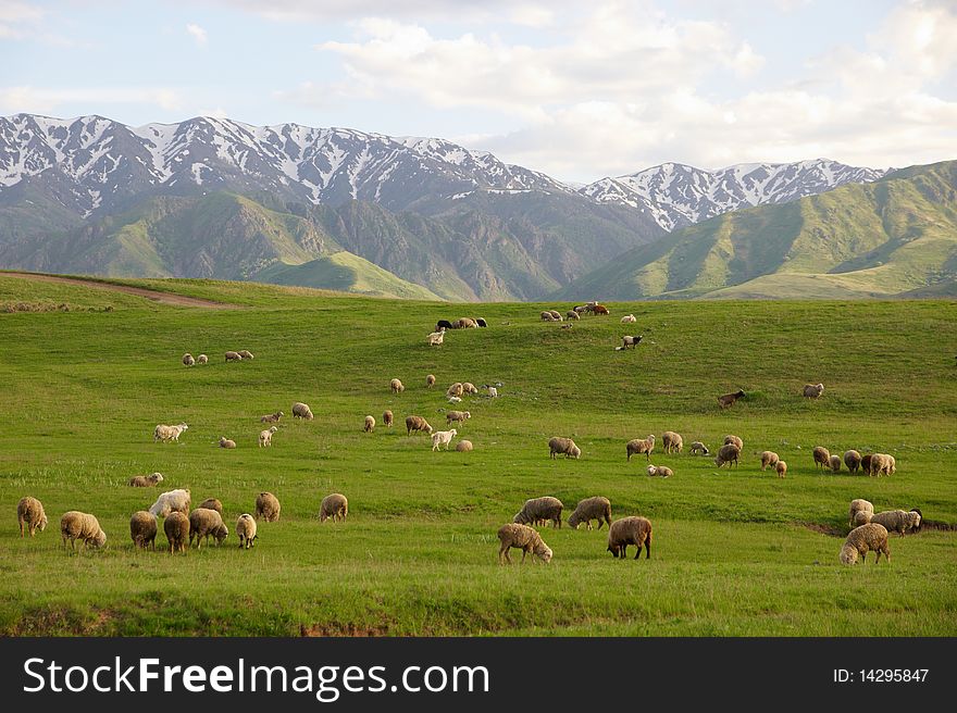 Herd Of Sheep In Mountains