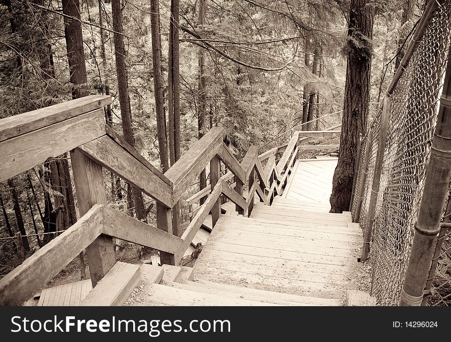 Old staircase in the forest