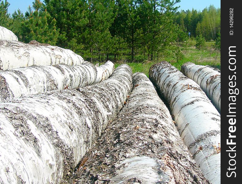 Birch Logs On A Sawmill.