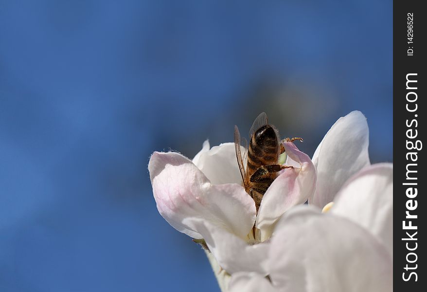 Apple blossom and bee inside