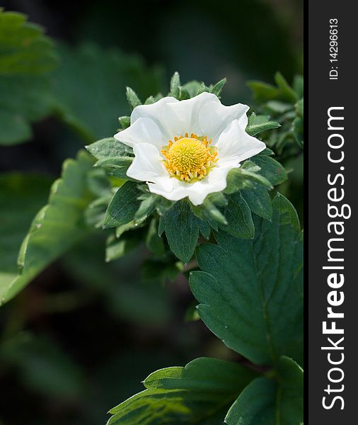 White strawberry blossom with leaves