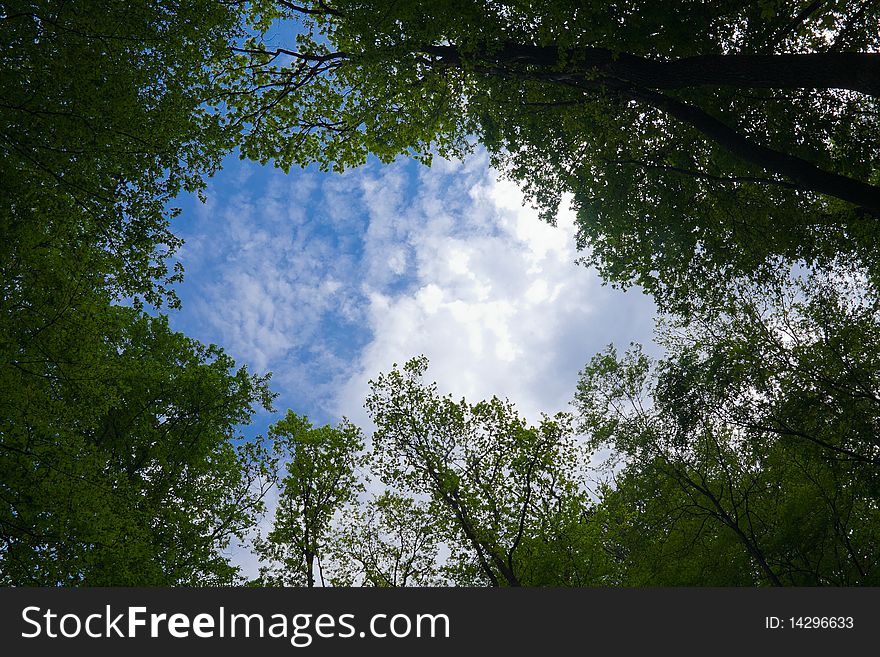 Forest and sky with clouds