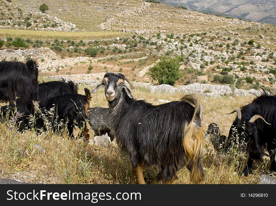 A herd of goats with one of them looking into the camera