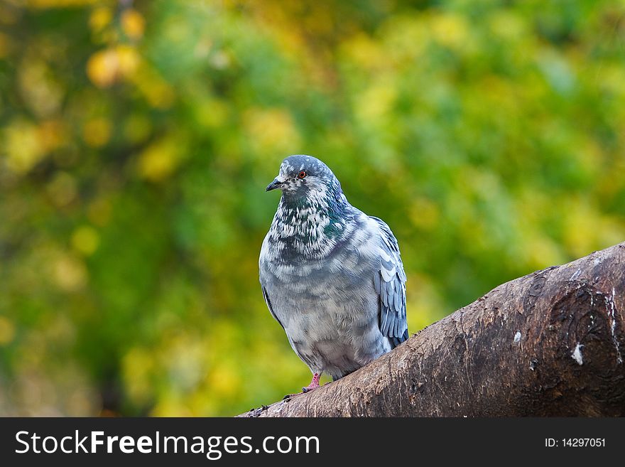 Pigeon on tree branch. Leaves at background. Pigeon on tree branch. Leaves at background.