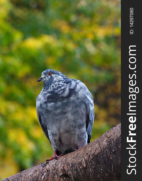 Pigeon on tree branch. Leaves at background. Pigeon on tree branch. Leaves at background.
