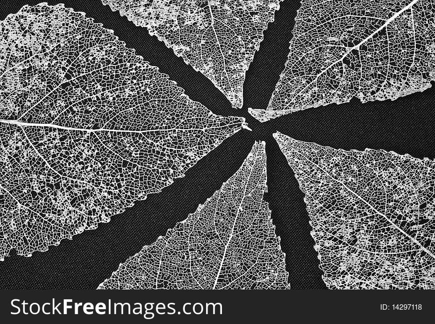 Five delicate dry skeleton leaves against a black background,