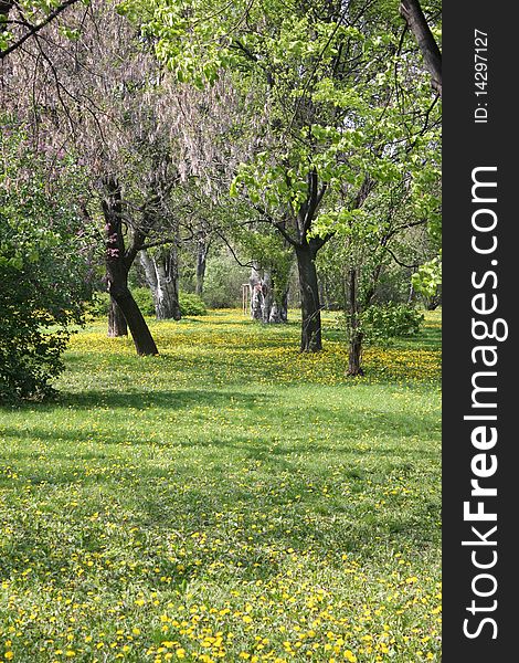 Park with green grass, small flowers and trees. Park with green grass, small flowers and trees.