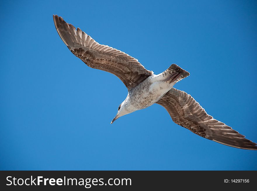 Flying Seagull (Larus)