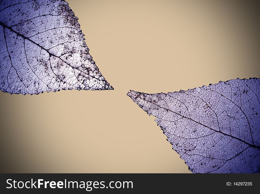 The tips of two blue skeleton leaves against a gray background