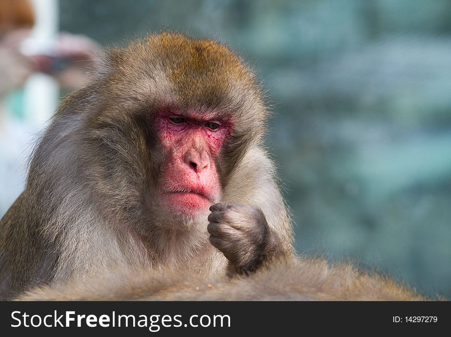 Monkey in a zoo. Keeps a hand in the face of. Eats, thinking.