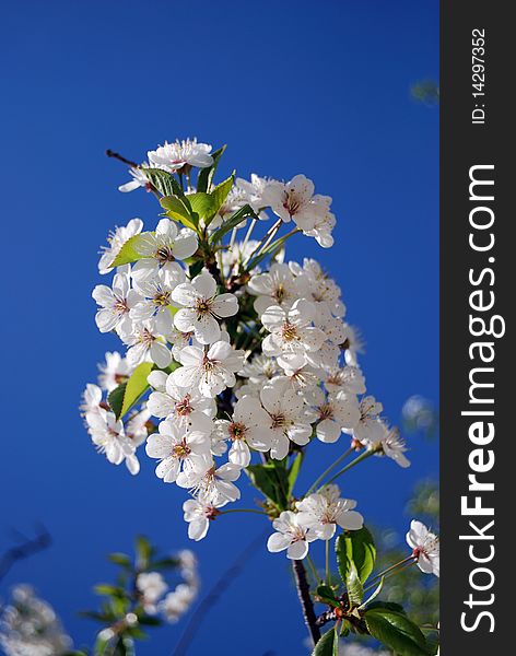 Branch of flowering cherry with blue sky background at spring