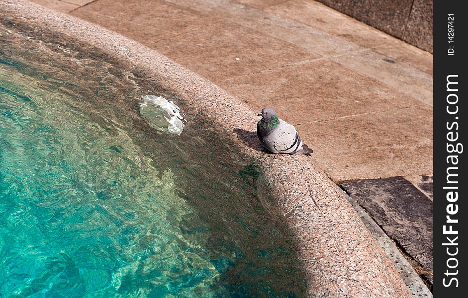 Pigeon on fountain border with clear water