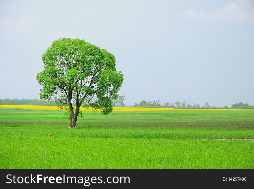 In a photo view of field on which the solitary tree is lasting. In a photo view of field on which the solitary tree is lasting.