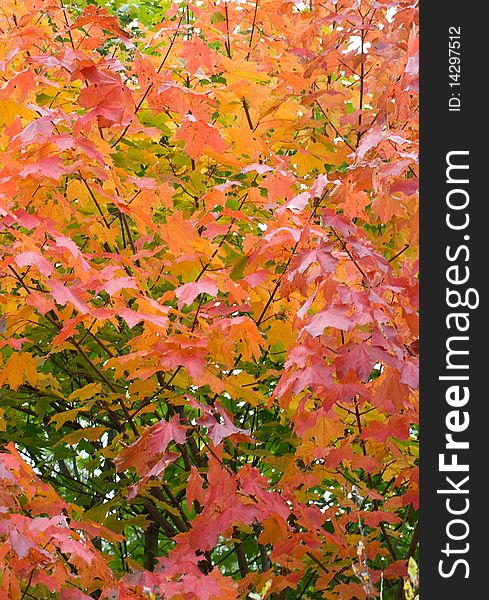 Autumn Maple Leaves Background