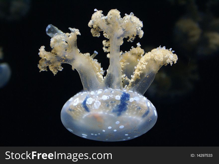 Jelly fish swimming upside down