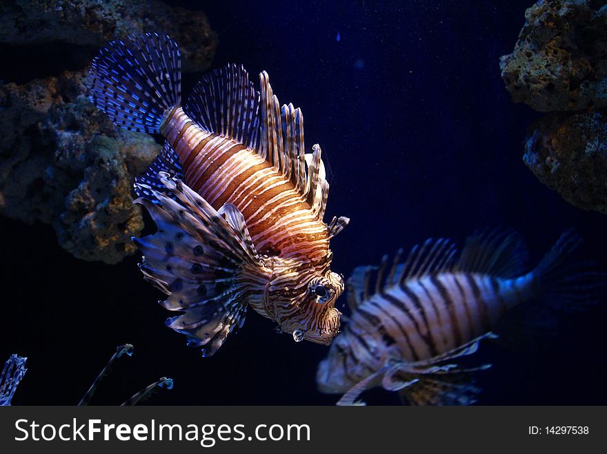 Lion fish swimming with several lion fish