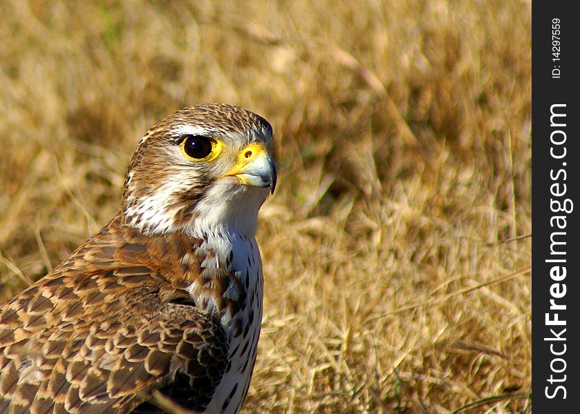 Prairie falcon on southwestern Oklahoma plains