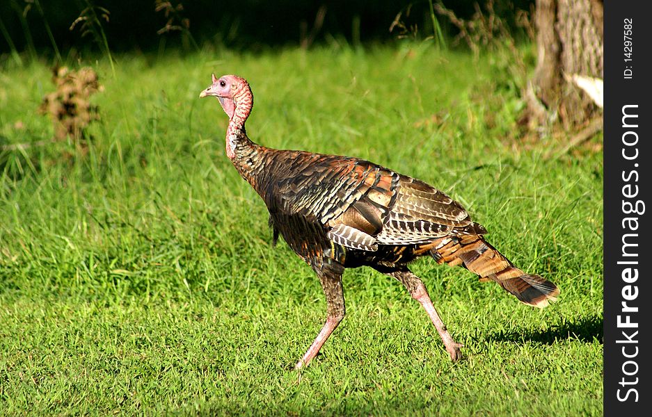 Wild Turkey Walking Across Field